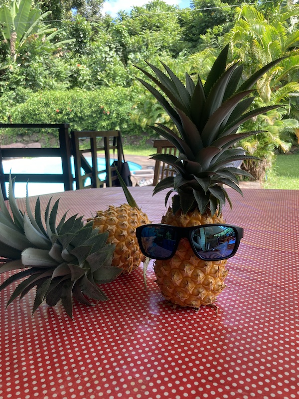 ananas ananas du jardin