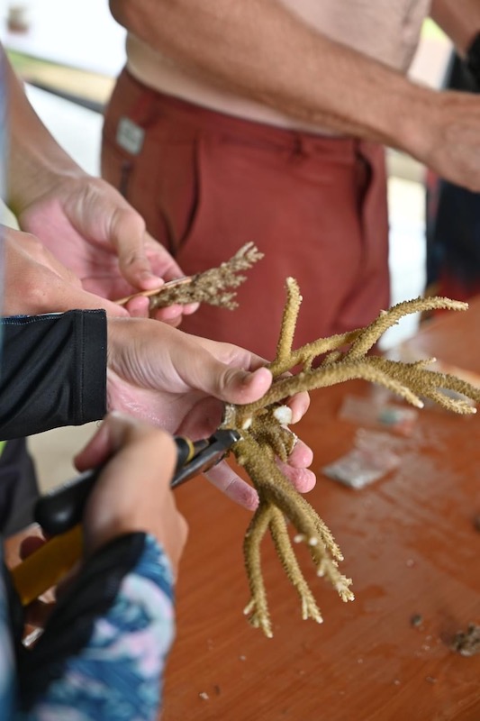 bouturage-corail2 bouturage du corail