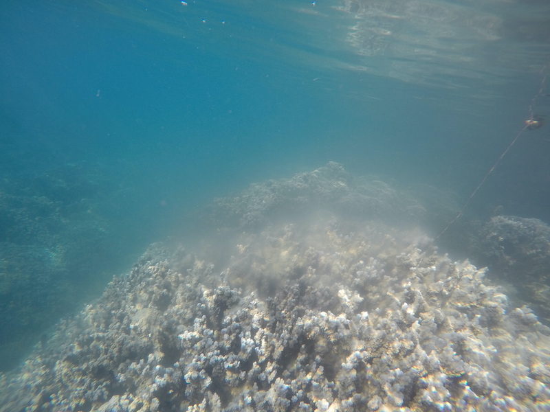 DCIM100GOPROGOPR0728. ponte du corail